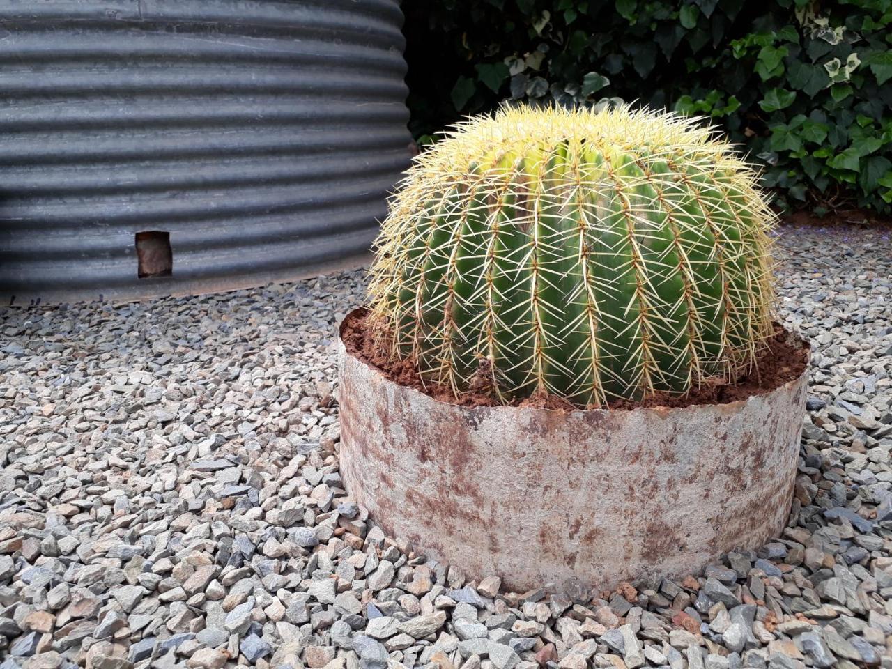 Karoo Sun Boutique Guest House Oudtshoorn Esterno foto